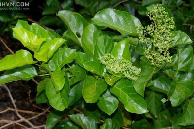 Cây dược liệu cây Cách, Vọng cách, Bông cách - Premna corymbosa (Burm. f.) Rottl. et Willd. (P. integrifolia L.)