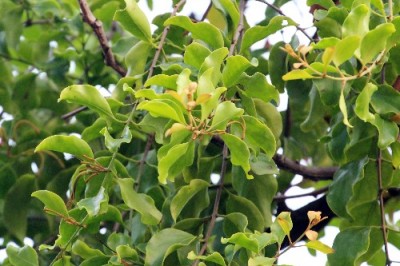 Công hiệu chữa bệnh từ cây tầm gửi, cây tầm gửi mọc trên cây gì thì tốt: theo GS.TS. Phạm Xuân Sinh