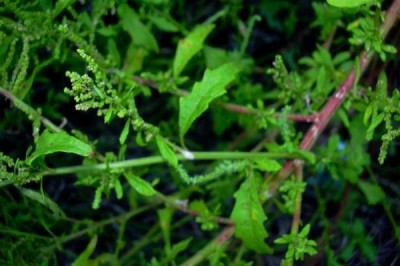 Cây dược liệu cây Dầu giun, Rau muối dại, Kinh giới đất - Chenopodium ambrosioides L