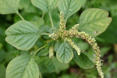 Nhà khoa học Việt tìm ra chất chống ung thư từ rau dền cơm