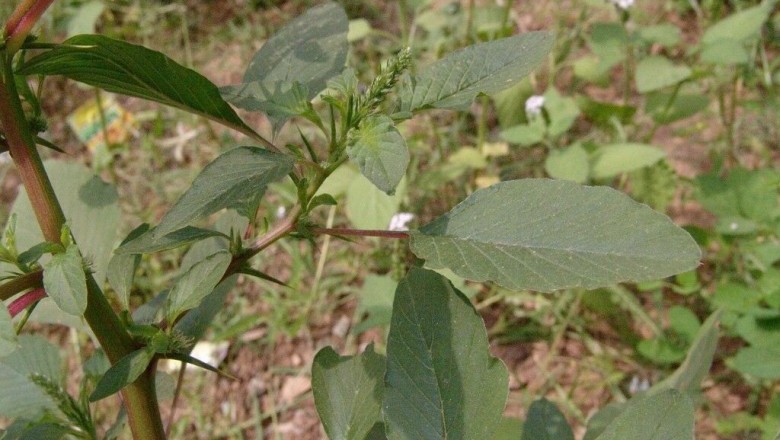Cây dược liệu cây Dền gai, Rau dền gai - Amaranthus spinosus L