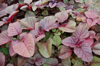 Cây dược liệu cây Dền canh, Dền tía, Dền đỏ - Amaranthus tricolor L