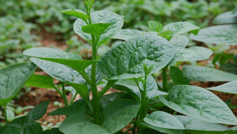 Trồng rau cây mồng tơi Nhật Bản thu chục triệu mỗi tháng