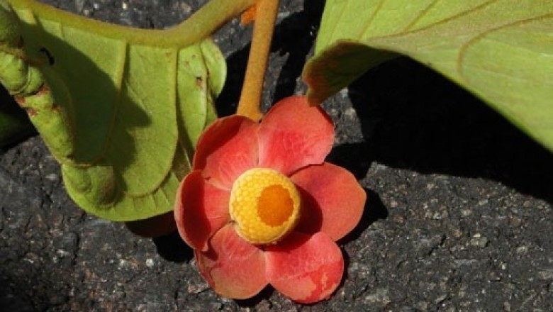 Nữ tiến sĩ tìm ra chất trị ung thư từ cây rừng Quảng Trị