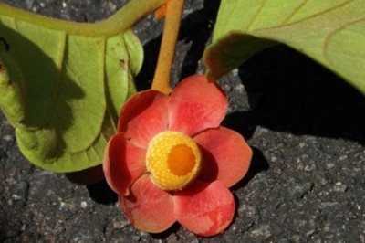 Nữ tiến sĩ tìm ra chất trị ung thư từ cây rừng Quảng Trị