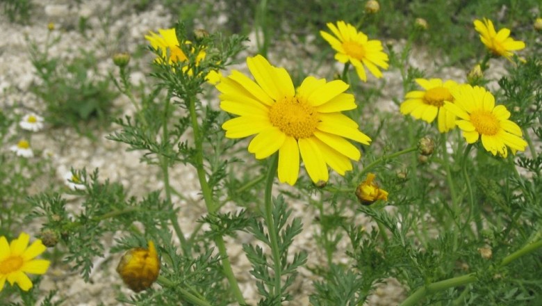 Cây dược liệu cây Cải cúc, Cúc tần ô, Rau cúc, Rau tần ô - Chrysanthemum coronarium L