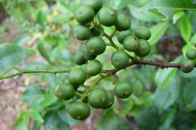 Cây dược liệu cây Cam núi, Dây nhiên, Dây cám, Lang cây - Toddalia asiatica (L.) Lam (T. aculeata Pers.)