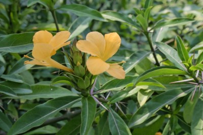 Cây dược liệu cây Gai kim, Chông - Barleria prionitis L