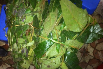 Cây dược liệu cây Dây chè, Rau ráu, Đỏ ngọn - Vernonia andersoni C. B. Clarke