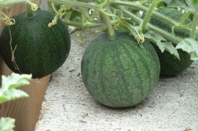 Kỹ thuật trồng cây dưa hấu tại nhà ai cũng làm được