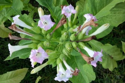 Cây dược liệu cây Thuốc lá - Nicotiana tabacum I