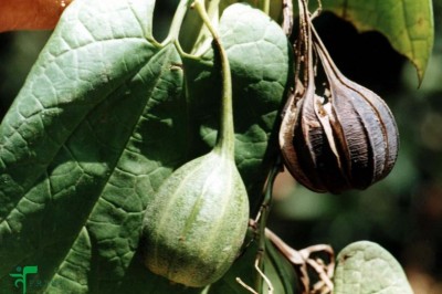 Cây dược liệu cây Dây khố rách, Mã đậu linh, Sơn dịch - Aristolochia tagala Cham. (A. roxburghiana (Klotzch)