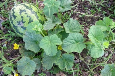 Cây dược liệu cây Dưa hấu - Citrullus lanatus (Thunb.) Matsum. et Nakai (C. vulgaris Schrad.)