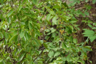 Cây dược liệu cây Dây gối, Dây săng máu - Celastrus paniculatus Wild