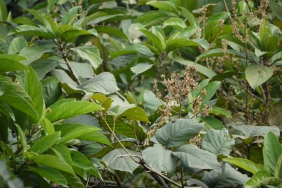 Cây dược liệu cây Huyết rồng hoa nhỏ, Dây kim luông - Spatholobus parviflorus (Roxb.) Kuntze (S. roxburghii Benth., Butea parviflora Roxb,)