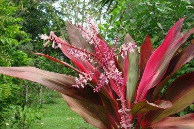 Cây dược liệu cây Huyết dụng, Phát dụ, Long huyết - Cordyline fruticosa (L.) A. Cheval