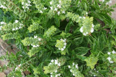 Cây dược liệu cây Húng giổi, Húng quế hay É trắng - Ocimum basilicum L