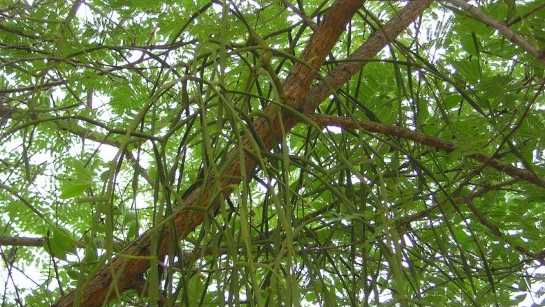 Cây dược liệu cây Ghi có đốt, Tầm gửi dẹt - Viscum articulatum Burm. f.