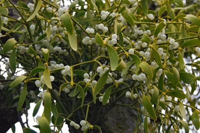 Cây dược liệu cây Ghi trắng - Viscum album L