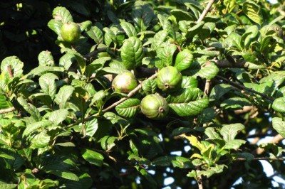 Cây dược liệu cây Găng tu hú, Găng trâu, Găng gai - Catunaregam spinosa (Thunb.) Tirving. (Randia spinosa (Thunb.) Poir. R. dumetorum Lam.)