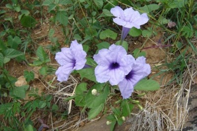 Cây dược liệu cây Quả nổ, Nổ, Tanh tách - Ruellia tuberosa L