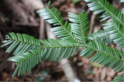 Cây dược liệu cây Đỉnh tùng, Phỉ lược bí - Cephalotaxus mannii Hook, f