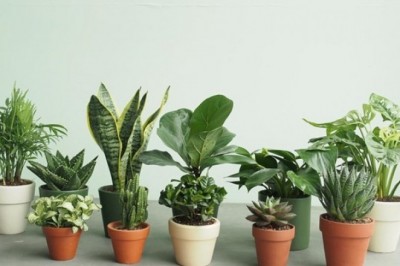 6 cây cảnh tốt cho sức khỏe được để trong phòng ngủ