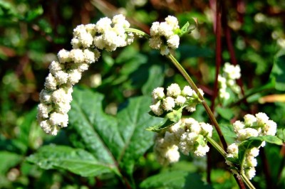 Cây dược liệu cây Ngải chân vịt, Tan quy - Artemisia lactiflora Wall. ex Bess