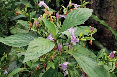 Cây dược liệu cây Chàm mèo, Chàm lá to - Strobilanthes cusia (Nees) Kuntze