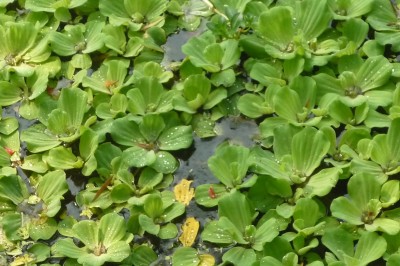 Cây dược liệu cây Bèo cái, Bèo ván hay Bèo tai tượng - Pistia stratiotes L