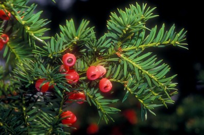 Cây dược liệu cây Thông đỏ, Vân nam hồng đậu sam - Taxus wallichiana Zuce. (T. baccata L. subsp. wallichiana (Zuce) Pilger, T. yunnanensis Cheng el L. K. Fu)