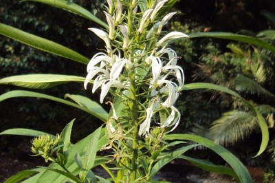 Cây dược liệu cây Bã thuốc, Dinh cu, Sang dinh - Lobelia nicotianifolia Hope ex Roth (Lobelia pyramidalis Wall)