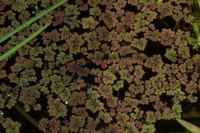 Cây dược liệu cây Bèo hoa dâu - Azolla imbricala (Roxb) Nakai