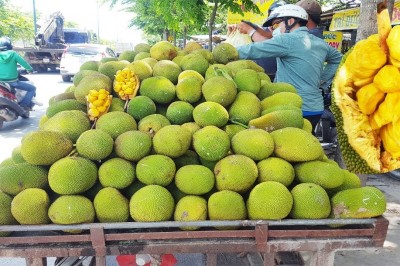 Cây dược liệu cây Mít tố nữ - Artocarpus integer (Thunb.) Merr