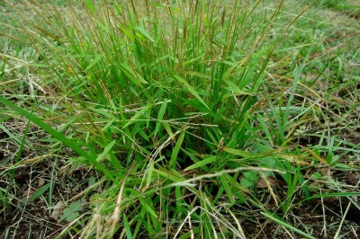 Cây dược liệu cây Cỏ bờm ngựa - Pogonatherum Crinitum (Thunb) Kunth