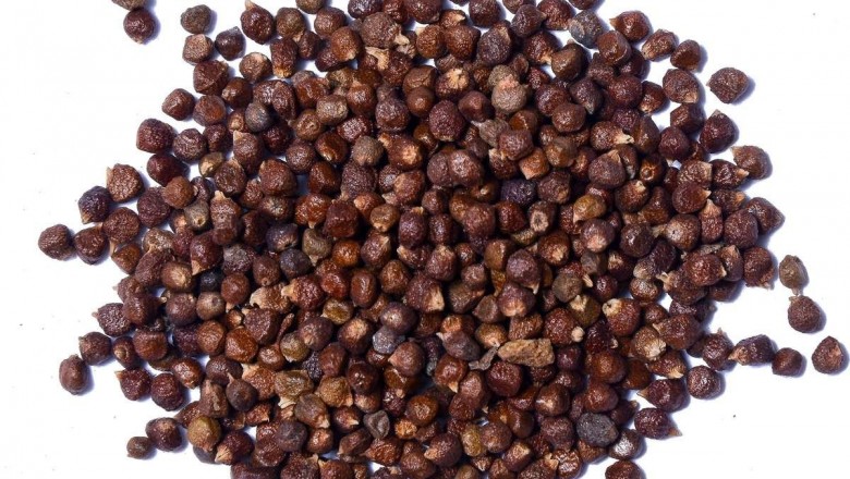 Hạt mù tạt có thể ngăn chặn sự phát triển của các tế bào ung thư