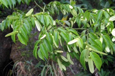 Cây dược liệu cây Dây cốt khí, Rút dế - Ventilago leiocarpa Benth