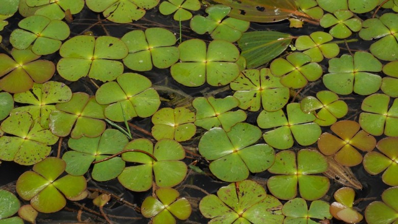 Cây dược liệu cây Rau bợ, Rau bợ nước, Cỏ chữ điền - Marsilea quadrifolia L