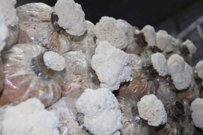 Dự án trồng nấm quý theo quy mô nông nghiệp công nghệ cao