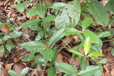 Cây dược liệu cây Dây sen, Ngôn vàng - Alyxia flavescens Pierre ex Pit