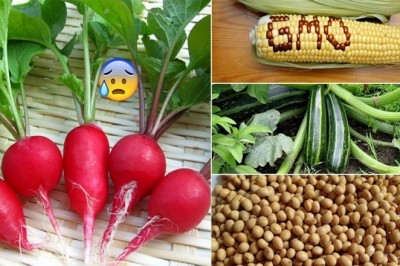 Mỗi ngày bạn đều ăn thực phẩm biến đổi gen mà không biết gì ?