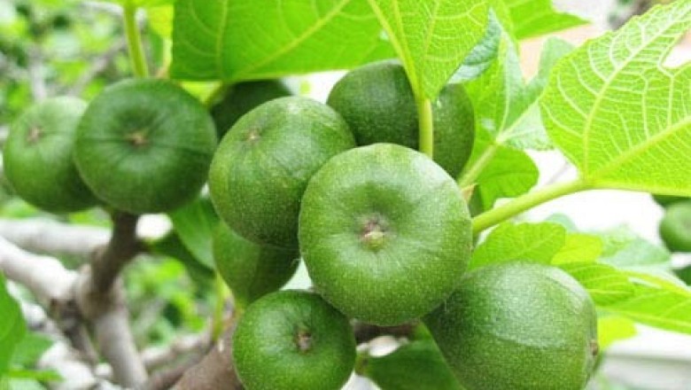 11 lợi ích tuyệt vời của quả vả tốt cho sức khỏe