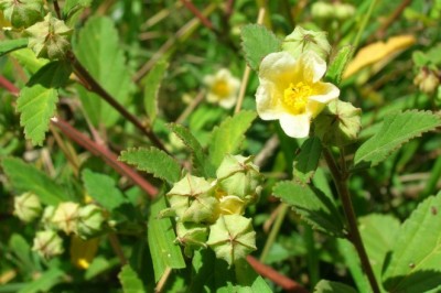 Cây dược liệu cây Ké hoa vàng, Chổi đực, Ké đồng tiền - Sida rhombifolia L