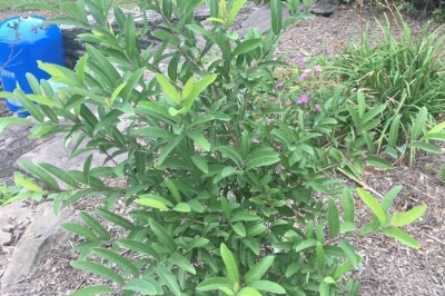 Cây dược liệu cây Lòng trứng, hồ tiêu núi, Cây gân trâu - Lindera glauca (Sieb et Zucc) Blunne