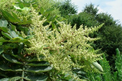 Cây dược liệu cây Muối, Diêm phu mộc, Ngũ bội tử thụ - Rhus chinensis Mill (Rhus javanica L., R. semialata Murr.)