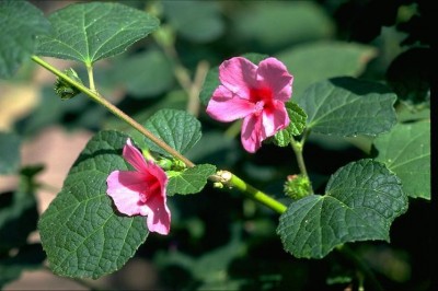 Cây dược liệu cây Ké hoa đào, Ké hoa đỏ - Urena lobata L