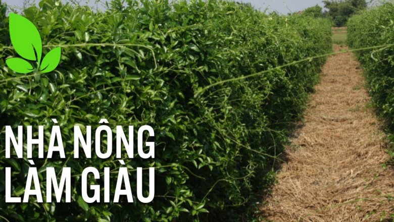 Hiệu quả mô hình sản xuất cây dược liệu ở Phú Yên