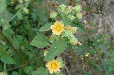 Cây dược liệu cây Ké đồng tiền, Chổi đực trắng, Bái trắng - Sida cordifolia L.