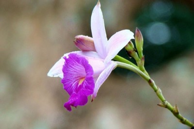 Cây dược liệu cây Lan trúc - Arundina graminifolia (D.Don) Hochr (A.chinensis Blunne)