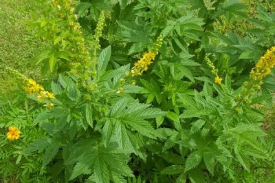 Cây dược liệu cây Long nha thảo - Agrimonia pilosa ledeb var. nepalensis(.D. Don) Nakai (A. nepalensis D.Don)